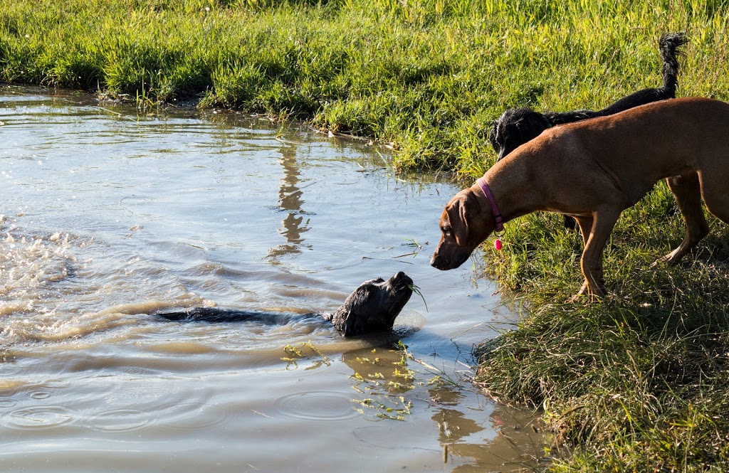 DogLandia Boarding and Training | 49369 AB-21, Leduc County, AB T0B 3M4, Canada | Phone: (780) 914-8840