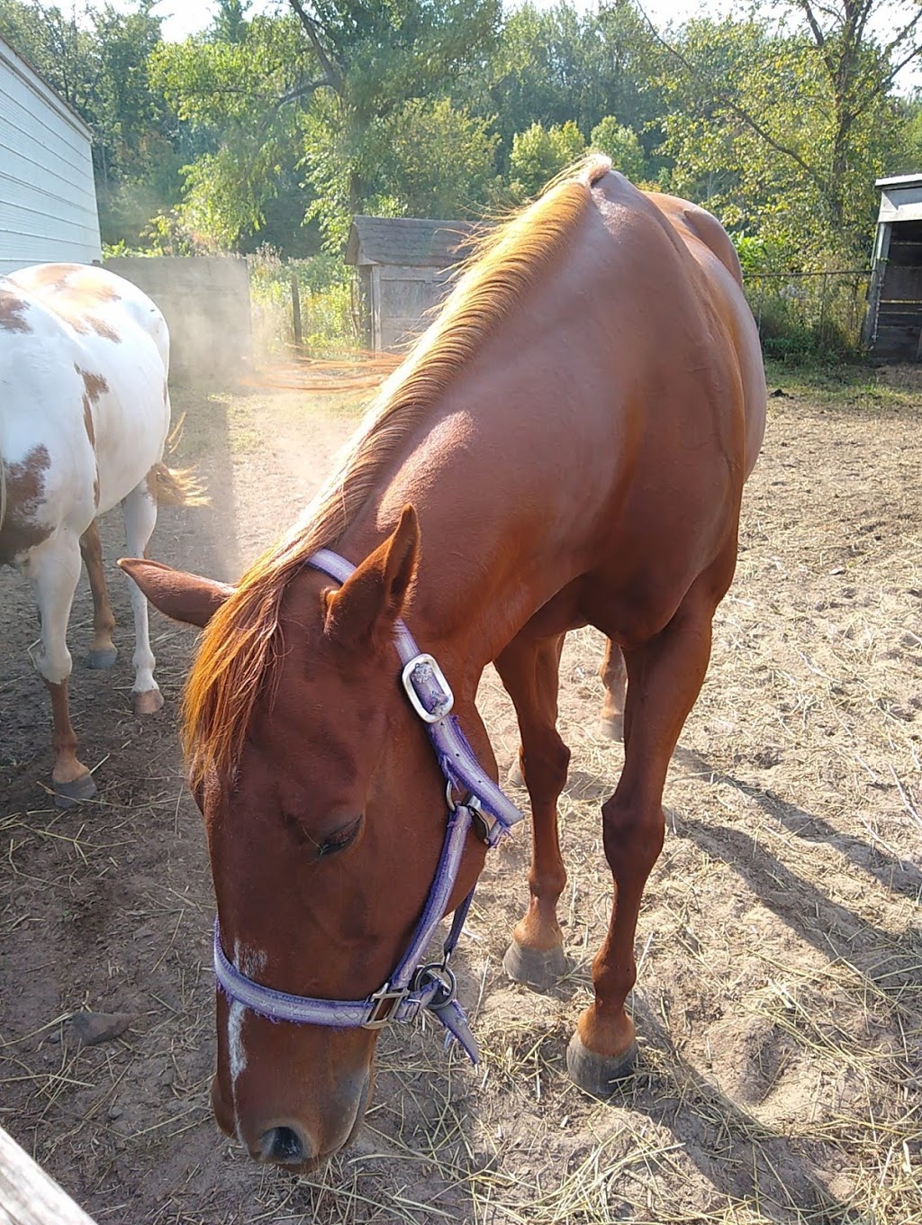 Wagon Wheel Produce & Corn Maze | 1371 Charlotteville Rd 7, Simcoe, ON N3Y 4K5, Canada | Phone: (519) 429-3443