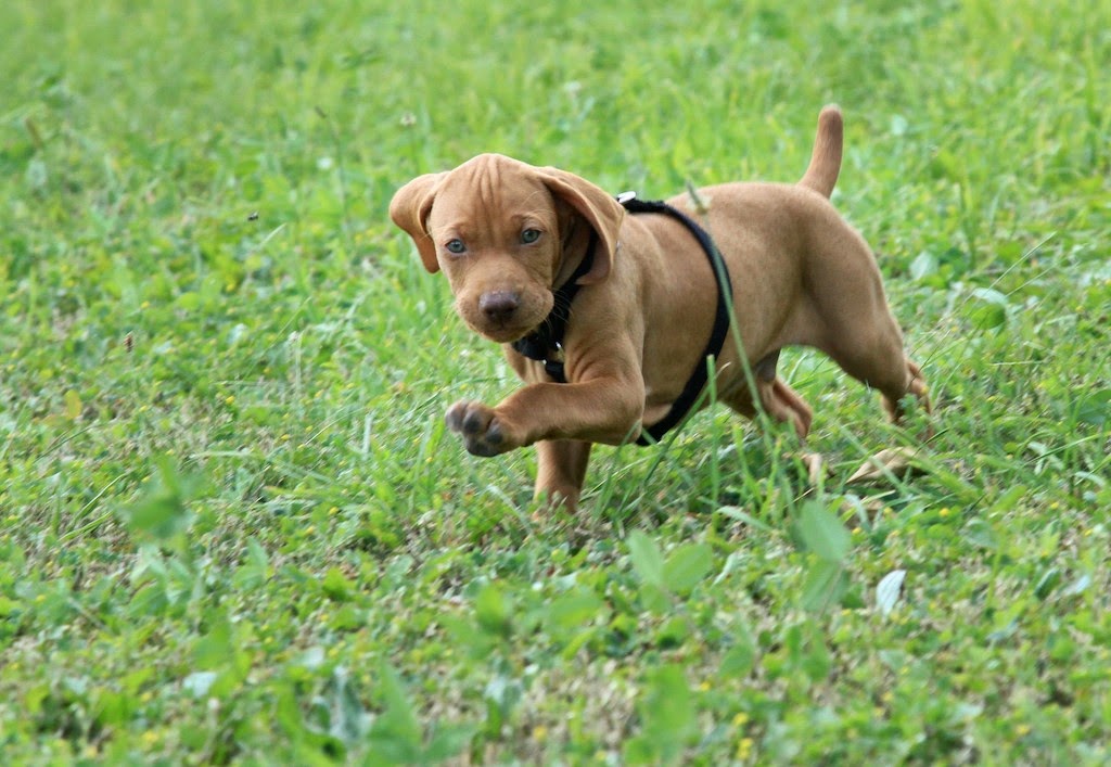 Mountain Bound Hounds | 1821 Willow Crescent, Squamish, BC V8B 0L9, Canada | Phone: (604) 849-2966