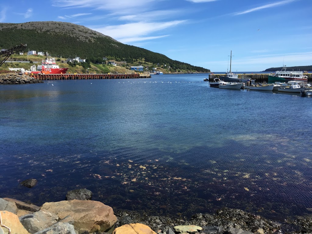 OBriens Whale and Bird Tours | 22 Lower Rd, Bay Bulls, NL A0A 1C0, Canada | Phone: (709) 753-4850