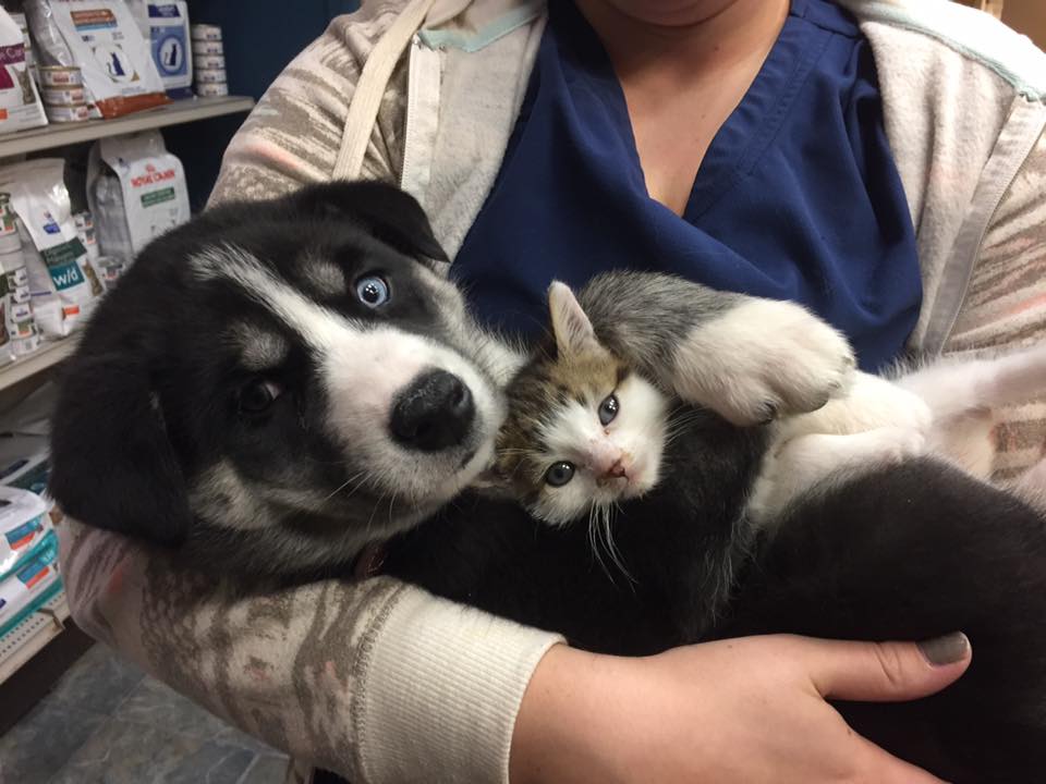 Clayton Park Veterinary Hospital | 278 Lacewood Dr, Halifax, NS B3M 3N8, Canada | Phone: (902) 443-4345