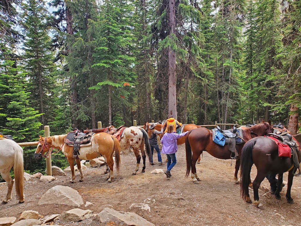 Timberline Tours Ltd | 101 St Piran Rd, Lake Louise, AB T0L 1E0, Canada | Phone: (403) 522-3743