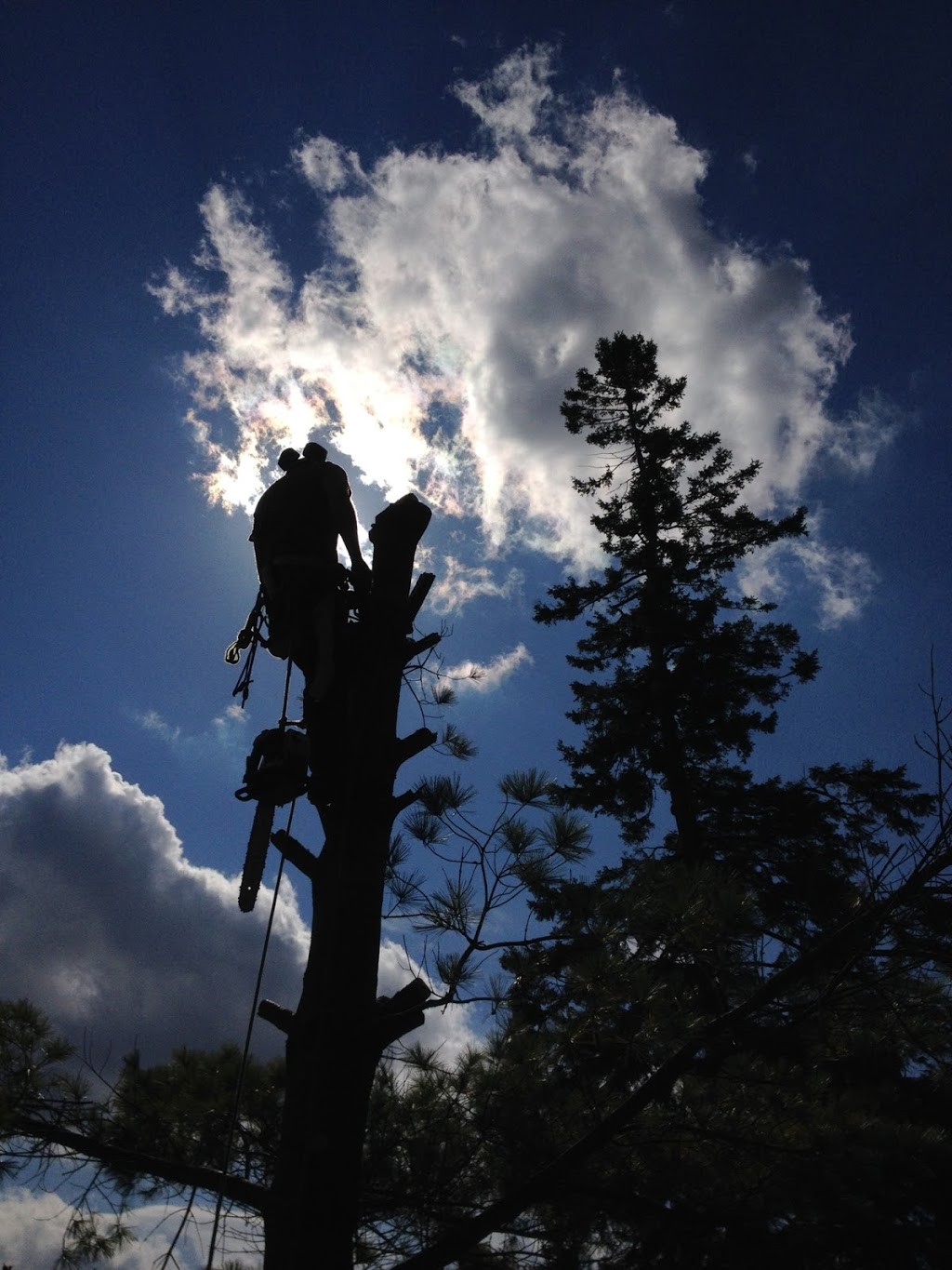 Sound Gardens Tree Care | 31 Norfolk St, Guelph, ON N1H 4H9, Canada | Phone: (519) 265-6071