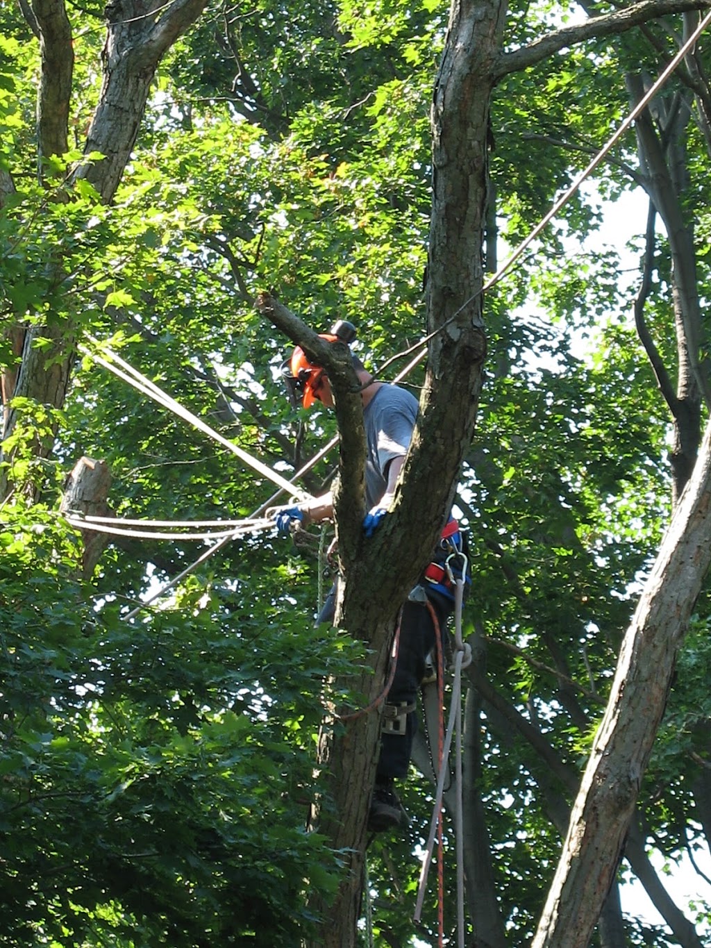 Skyline Tree Service Limited | 5095 Wixson St, Claremont, ON L1Y 1B6, Canada | Phone: (905) 649-3778