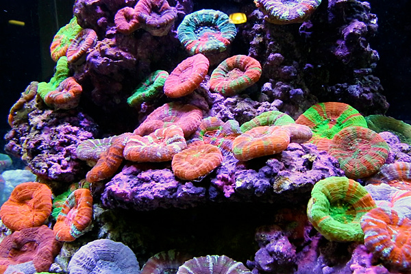 In2Deep Corals | 49 Palomino Dr, Brantford, ON N3P 1J6, Canada | Phone: (905) 981-9410