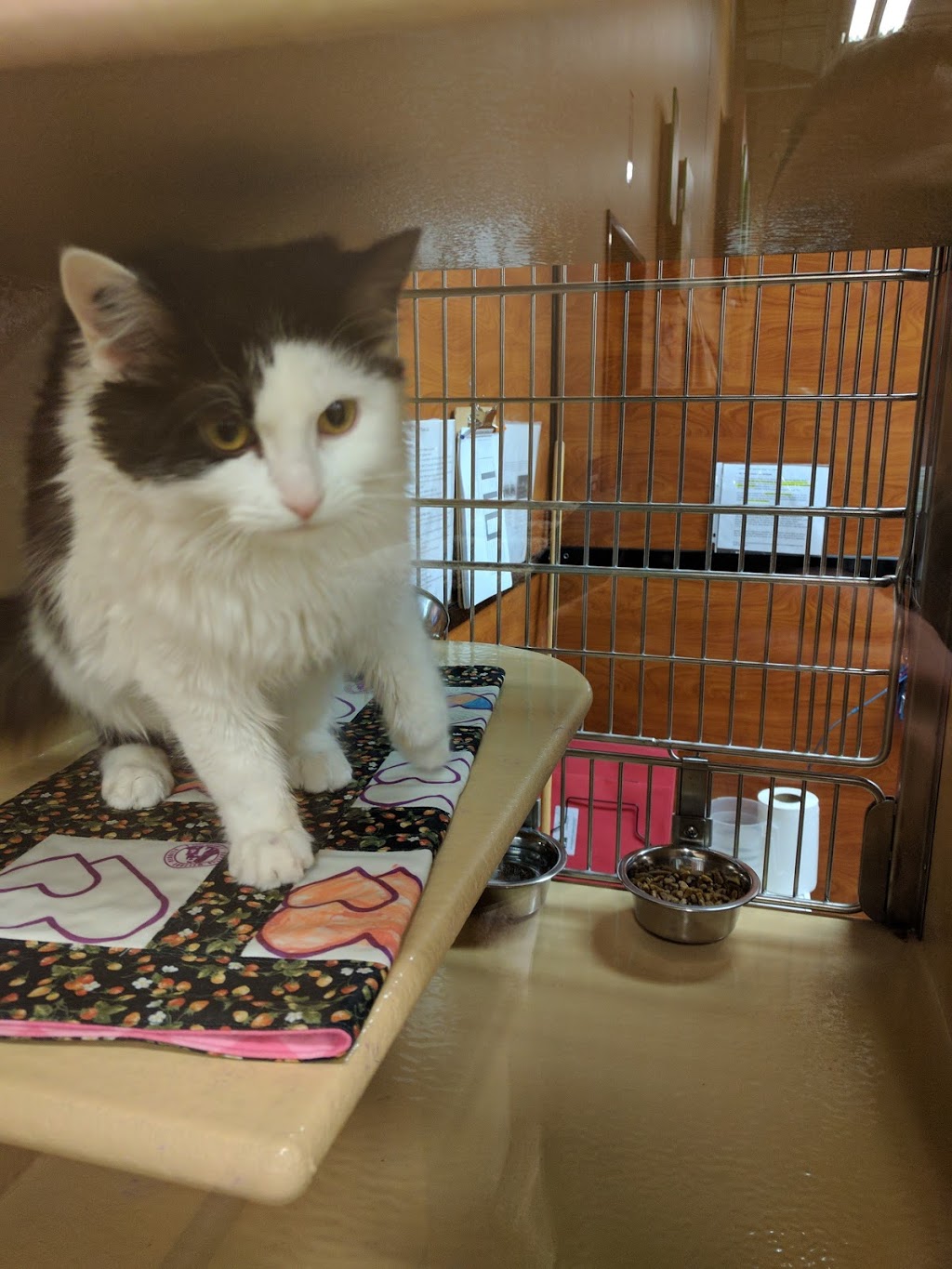 PetSmart | 1050 Leila Ave Unit 1, Winnipeg, MB R2P 1W6, Canada | Phone: (204) 633-3793