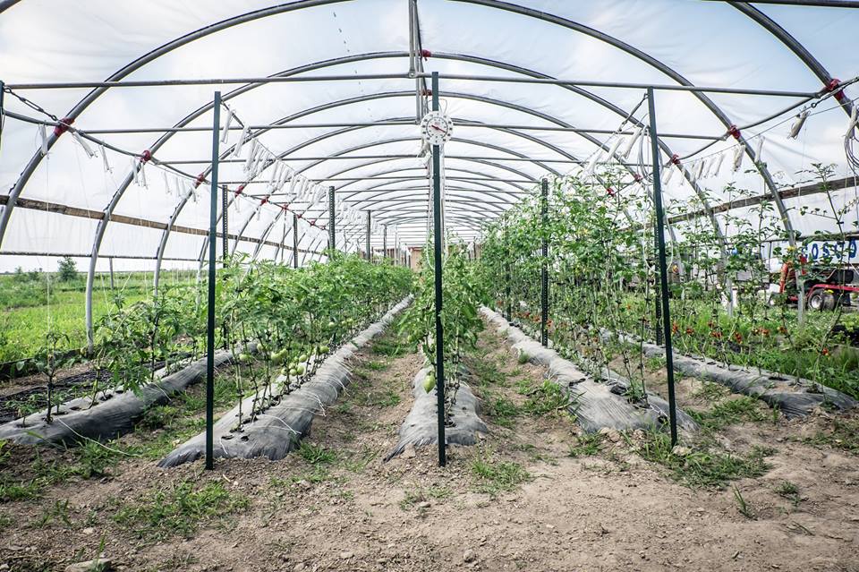 Les Jardins Alexandrins Inc. | 1410 Mnt Lacroix, Le Haut-Richelieu, QC J0J 1S0, Canada | Phone: (514) 609-7257