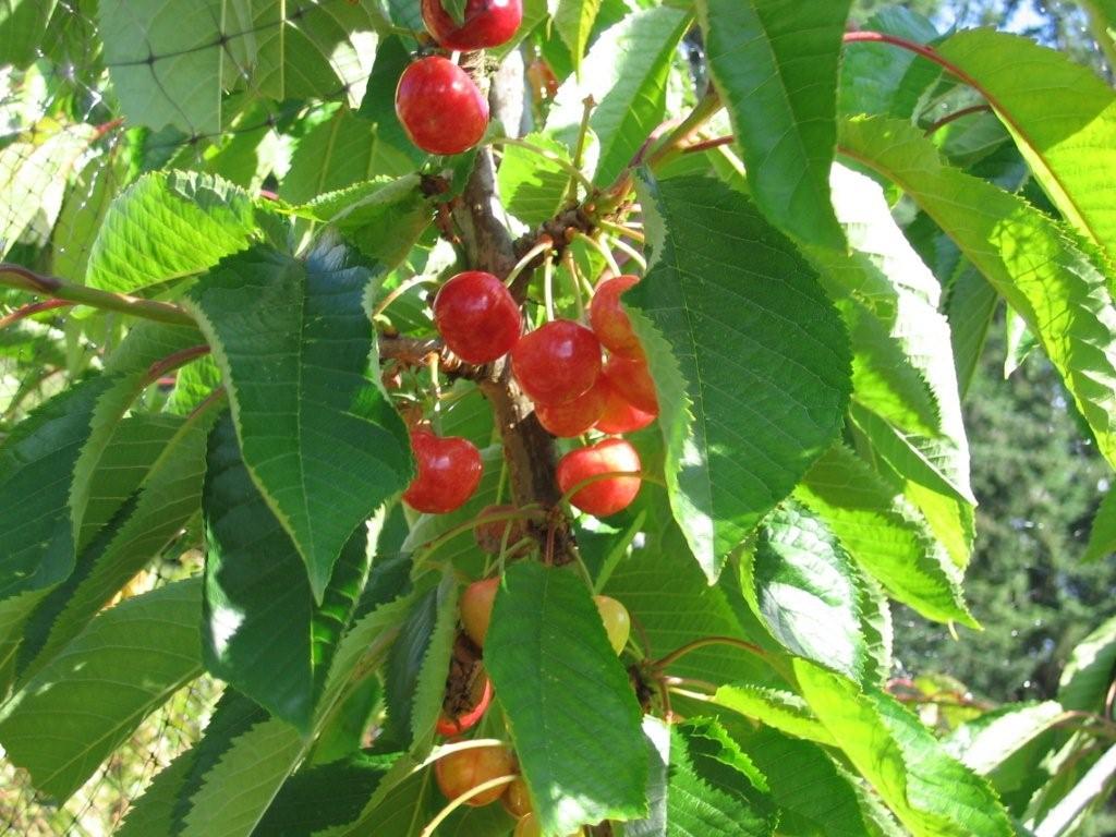 Healing Farm | 5971 Old East Rd, Victoria, BC V8Y 1V7, Canada | Phone: (250) 652-6456