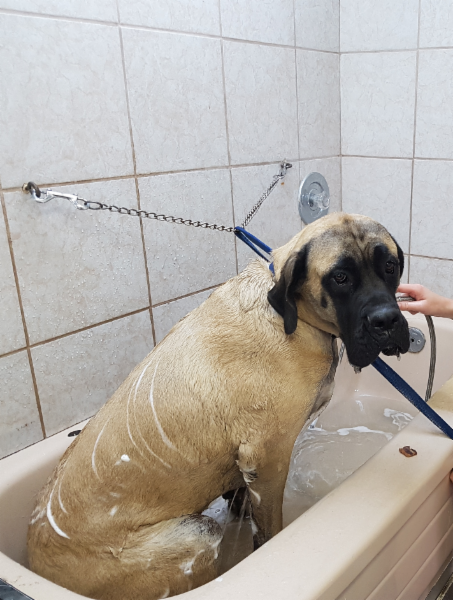 Paws for Play Kennel and Daycare Ltd. | 60 BC-97B, Salmon Arm, BC V1E 1X5, Canada | Phone: (250) 832-4531