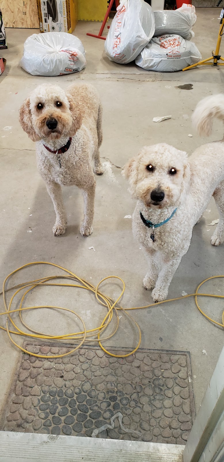 Taber Pet Clinic | 6212 54 Ave, Taber, AB T1G 1X3, Canada | Phone: (403) 223-2474