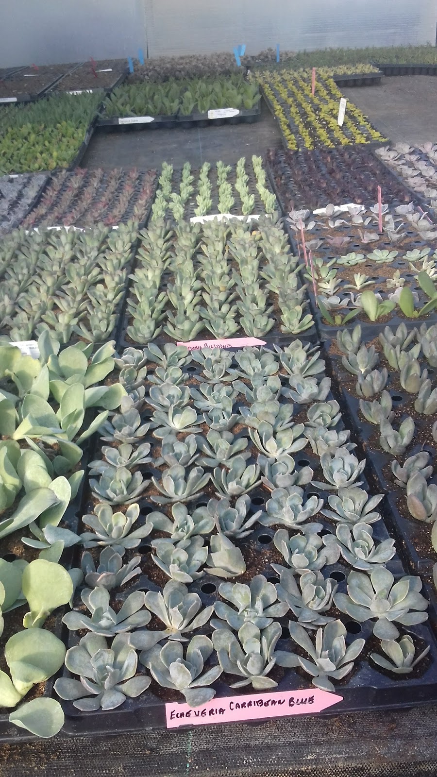 Glenlea Greenhouses | 2715 MB-75, Ste. Agathe, MB R0G 1Y1, Canada | Phone: (204) 882-2626