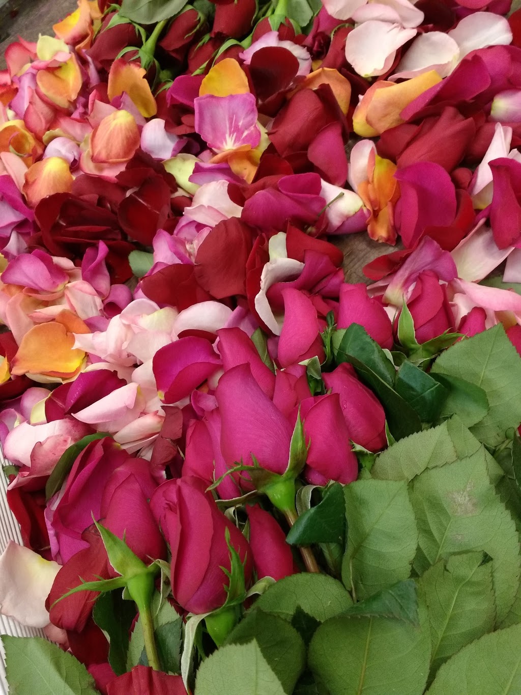 Fleurs Coupes Quebec Inc | florist | 675 Avenue Godin, Québec, QC G1M 3E6, Canada | 5817416561 OR +1 581-741-6561