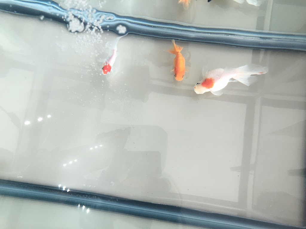 Wongs Aquarium | 590 Gerrard St E, Toronto, ON M4M 1Y3, Canada | Phone: (416) 461-5362