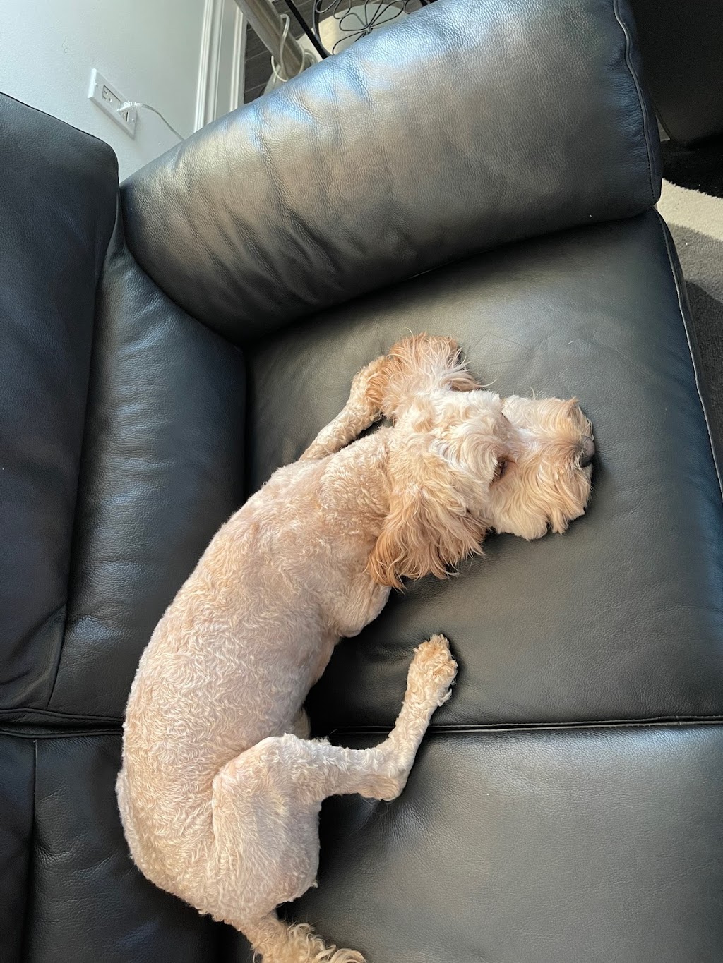 Haute Dogs Pet Grooming | 42 Main St S, Milton, ON L0P, Canada | Phone: (647) 783-1874