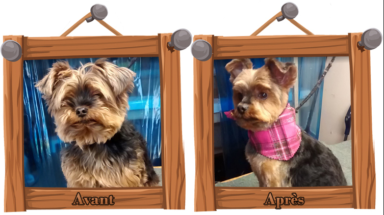 Esthétique Animale | 1338 Bd Raymond, Québec, QC G1B 1X9, Canada | Phone: (418) 802-8471
