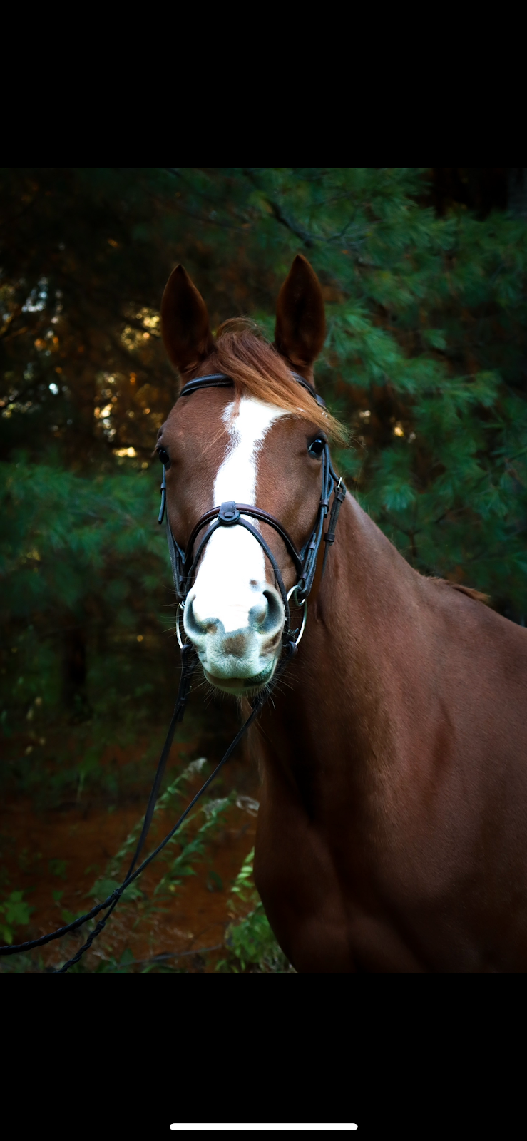 Mapleview Stables | 310 Wickens Rd, Frankford, ON K0K 2C0, Canada | Phone: (226) 239-2863