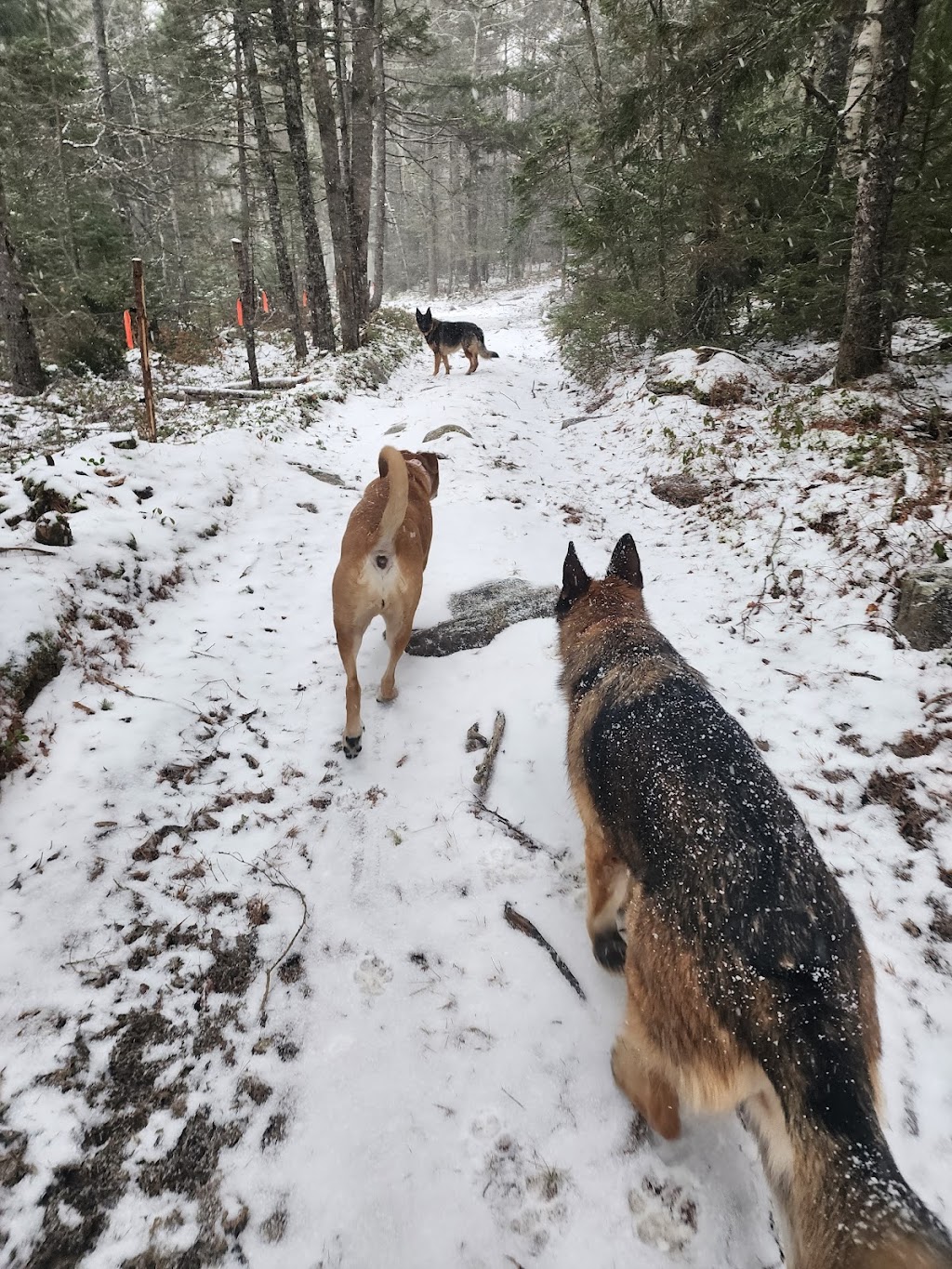 Danesville Canine Daycare | 41 Burgoyne Rd, Danesville, NS B4V 8P5, Canada | Phone: (902) 521-1302