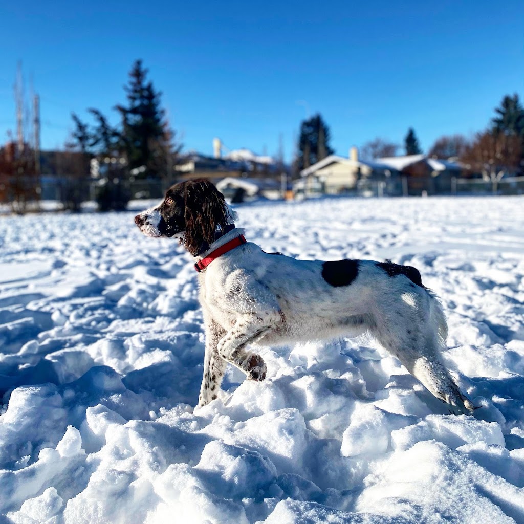 Chinook K9 | 3313 77 St NW, Calgary, AB T3B 4X9, Canada | Phone: (403) 715-0499