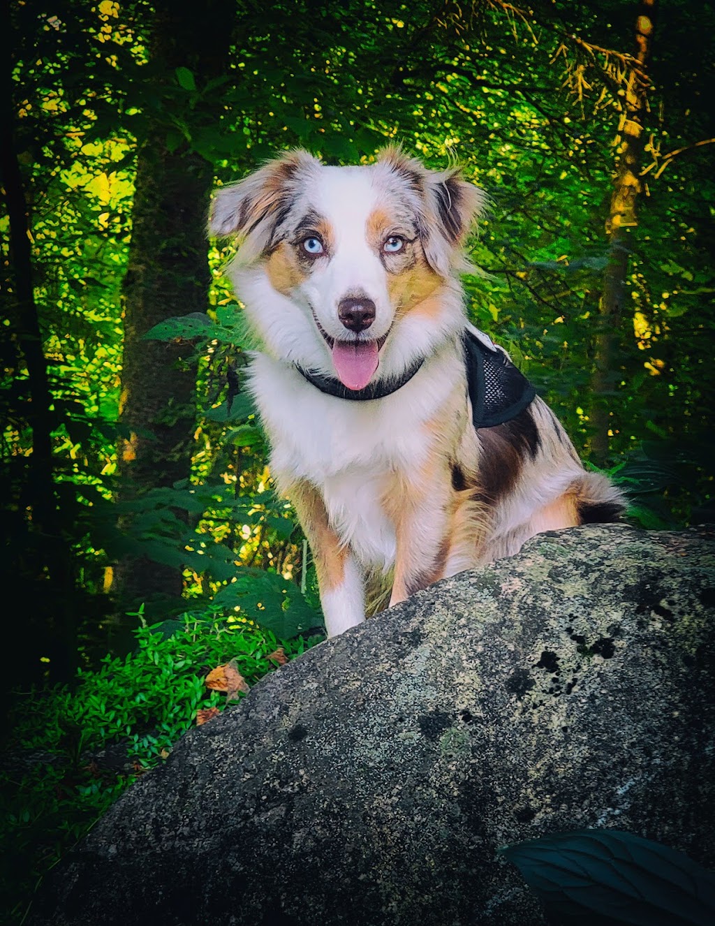 Perfect Dog For Life Off Leash K9 Training | 2092 Foreman Rd RR6, Cambridge, ON N1R 5S7, Canada | Phone: (519) 222-8686