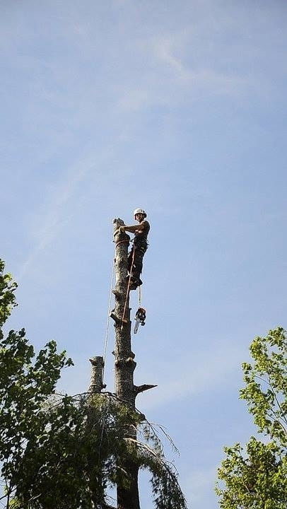 Ground to Crown Tree Services | 4537 Prospect Rd, Kentville, NS B4N 3V8, Canada | Phone: (902) 679-8733