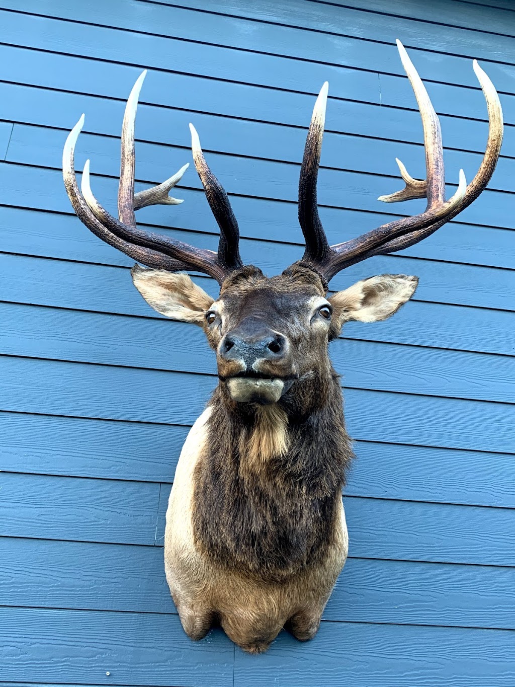 Bear Paw Taxidermy Studios | 11324 Larsen St, Mission, BC V4S 1L1, Canada | Phone: (604) 220-4277