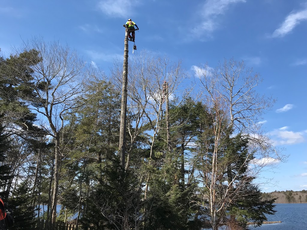 Mayfair Tree Care Ltd | 115 Northwind Rd, Pleasantville, NS B0R 1G0, Canada | Phone: (902) 543-3503