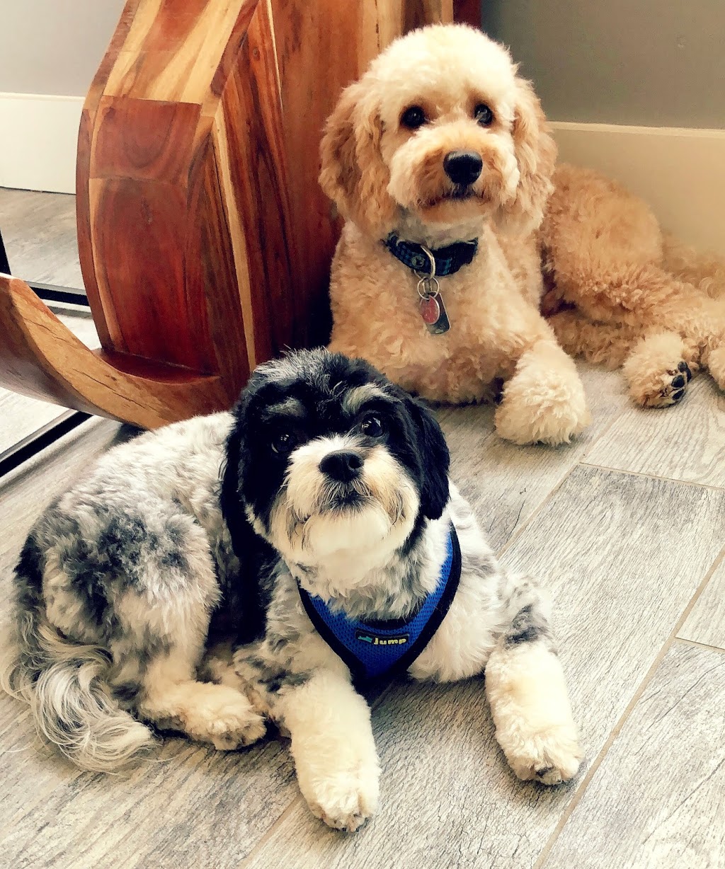 Doggie Dog Daycare for Small Dogs | 6233 14 Line, Alliston, ON L9R 1V4, Canada | Phone: (905) 334-2469