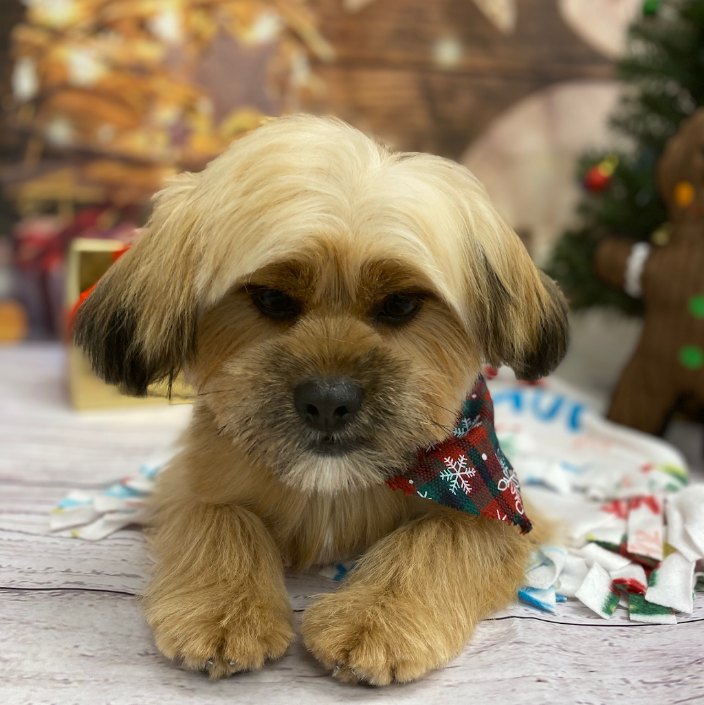 Pawllywood Pet Grooming | 1 Raymerville Dr #3a, Markham, ON L3P 5J5, Canada | Phone: (905) 209-0680