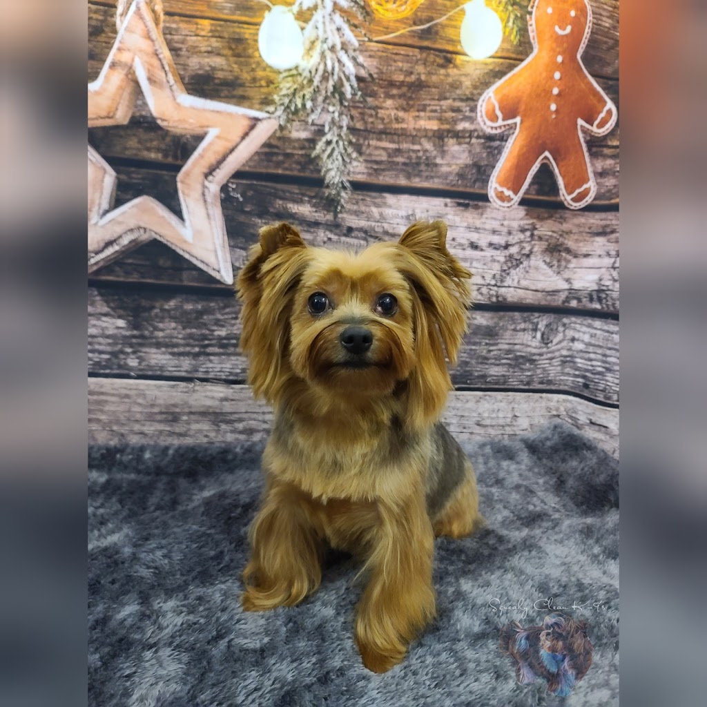 Squeaky Clean K-9s ~ Certified Dog Groomer | 117 Centre St S Bay 3, Sundre, AB T0M 1X0, Canada | Phone: (780) 898-1353