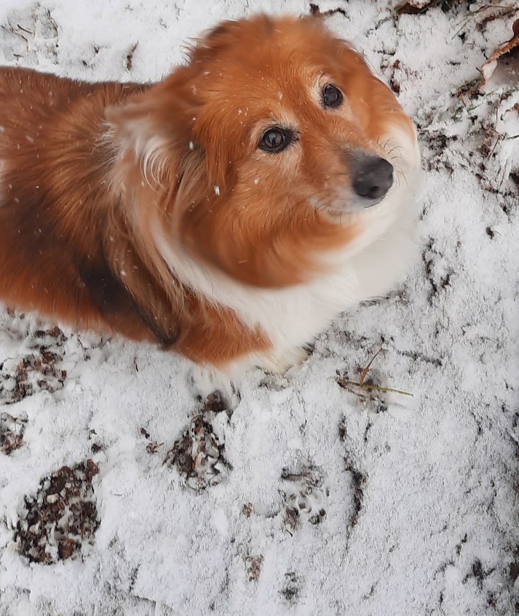 Country Kennels | 48412 Range Rd 260 RR 1 Stn Main, Leduc, AB T9E 2X1, Canada | Phone: (780) 986-4664