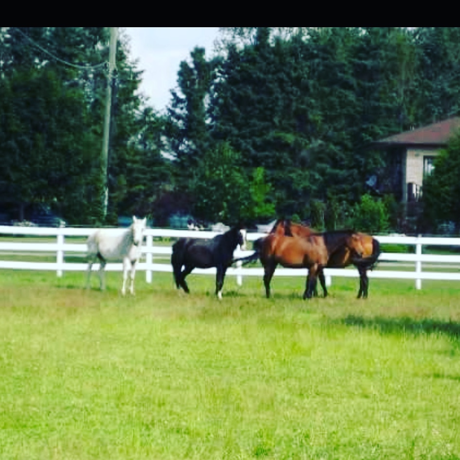 Devonshire Stables | 6211 4 Line, Fergus, ON N1M 2W5, Canada | Phone: (519) 787-9310