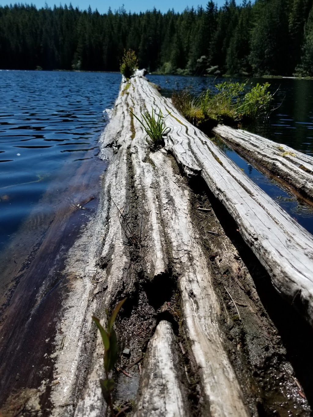 Lizard Lake Camp Ground | Site 18 Harris Main FSR Canada, Pacific Marine Rd, Port Renfrew, BC V0S, Canada | Phone: (250) 701-1976