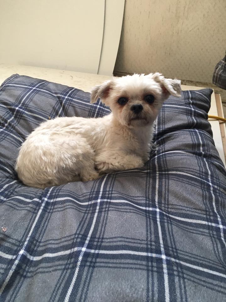 Irricana Kountry Kennel | Box 744, Irricana, AB T0M 1B0, Canada | Phone: (403) 970-4400