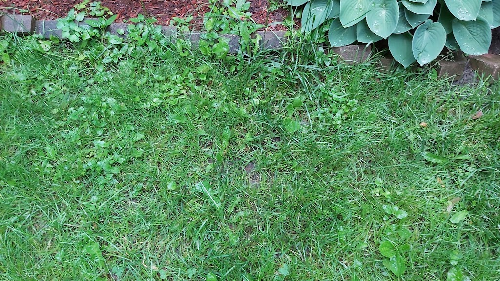 Weed Man Lawn Care | 692 Simcoe Rd Unit B, Bradford, ON L3Z 4A9, Canada | Phone: (705) 436-4733