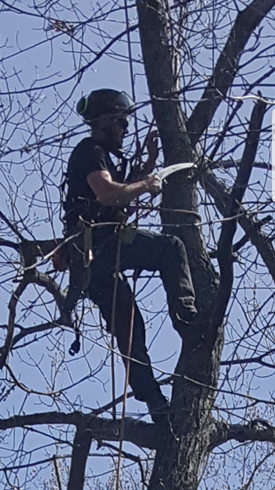 P.C. Tree Service | 3 Bank St S, Millbrook, ON L0A 1G0, Canada | Phone: (905) 410-4071