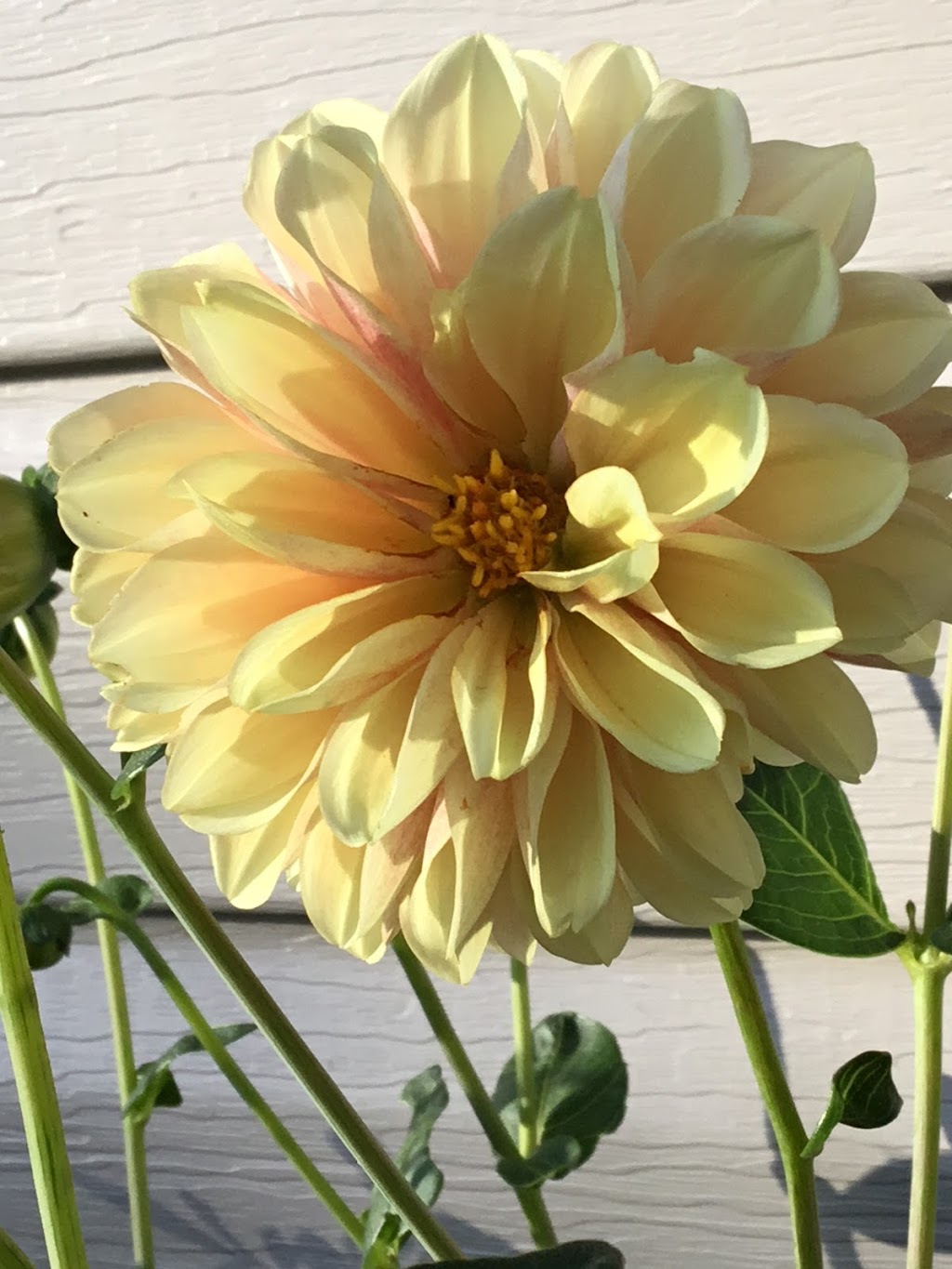 Frasers Market Flowers | 764 Russett Dr, Arnprior, ON K7S 3G8, Canada | Phone: (613) 322-4793