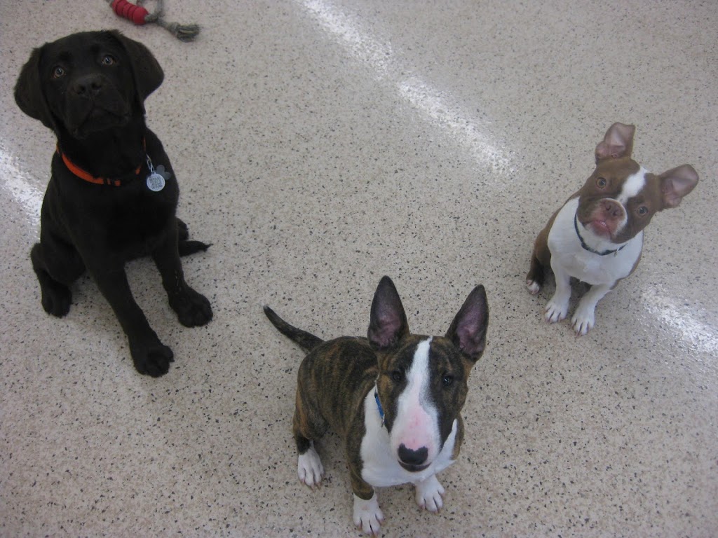 Paris Veterinary Clinic | 321 Grand River St N, Paris, ON N3L 2N9, Canada | Phone: (519) 442-2522