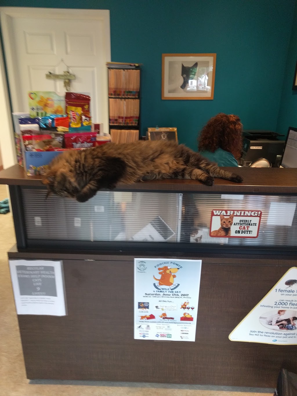 Cambridge Cat Hospital | 34 Blair Rd, Cambridge, ON N1S 2H9, Canada | Phone: (519) 624-2287