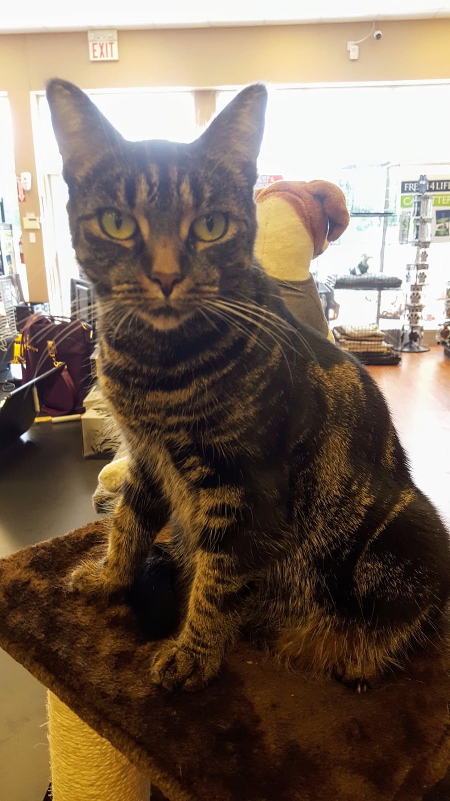 Pet Valu | 1225 Wonderland Rd N, London, ON N6G 2V9, Canada | Phone: (519) 657-5476