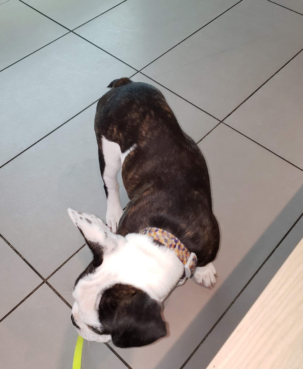 Veterinary Hospital Bois-Francs | 50 Rue Girouard, Victoriaville, QC G6P 5S8, Canada | Phone: (819) 357-8281