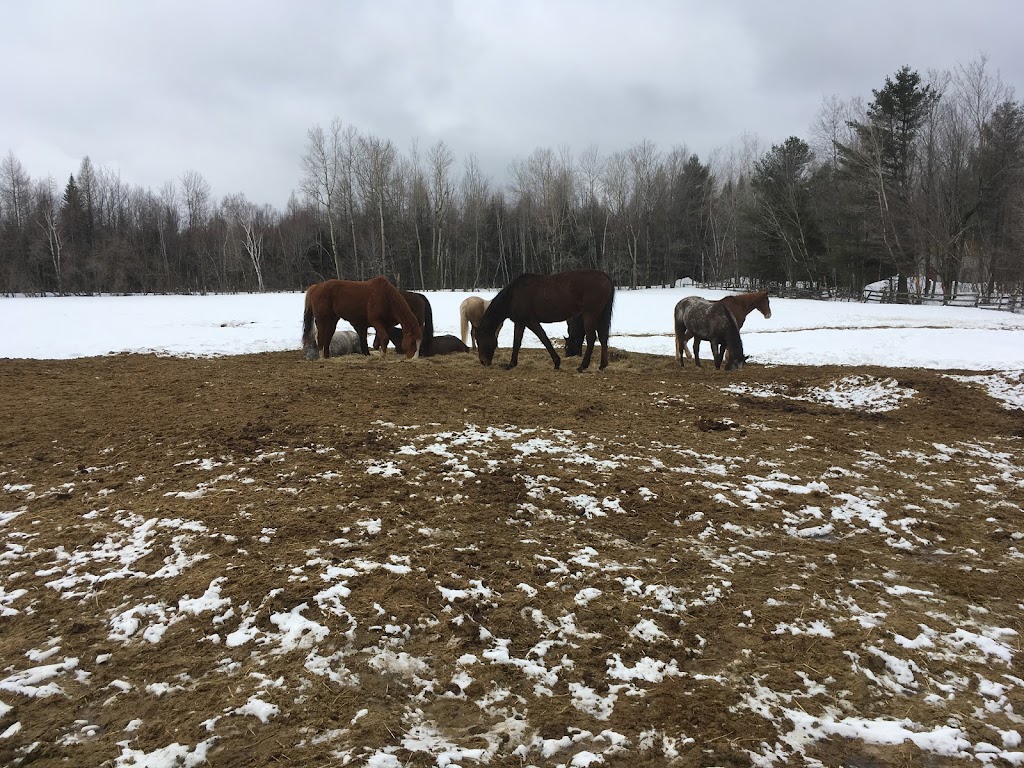 . | 341 QC-329, Lachute, QC J8H 3W9, Canada | Phone: (450) 562-9839