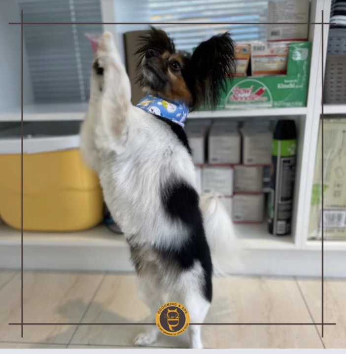 C&D Pet Studio St. Catharines | 595 Carlton St Unit 4, St. Catharines, ON L2M 4Y2, Canada | Phone: (647) 303-7116