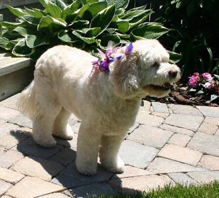 Sassytails Dog Grooming | 98 Ebury Crescent, London, ON N6C 3E2, Canada | Phone: (416) 414-6014