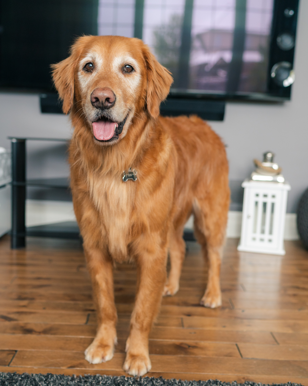 The Foxy Hound | 2490 Main St, London, ON N6P 1P9, Canada | Phone: (519) 203-3303