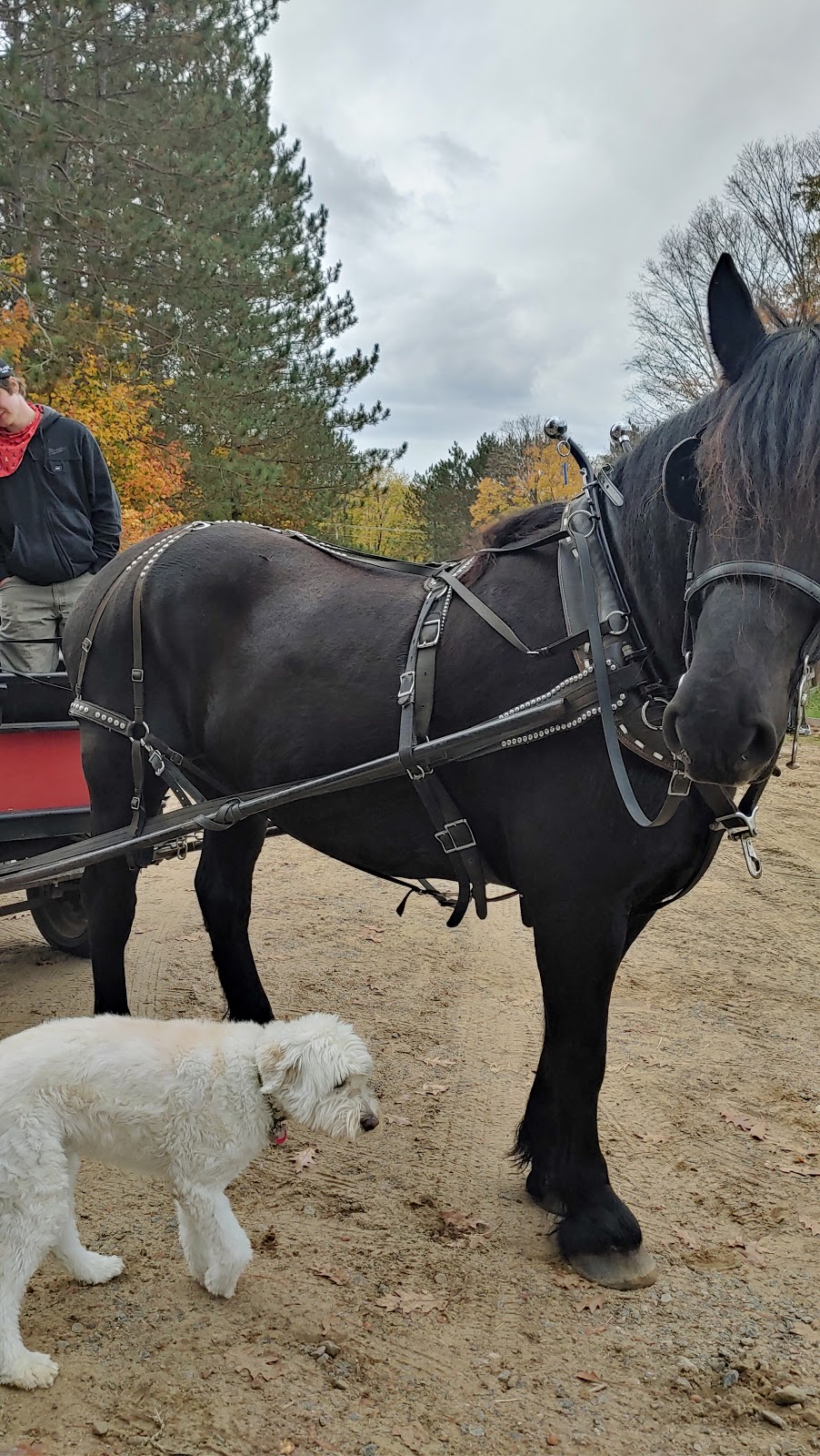 Back of Beyond Equine Centre | 2572 Muskoka Road 10, Huntsville, ON P1H 2J3, Canada | Phone: (705) 789-1605
