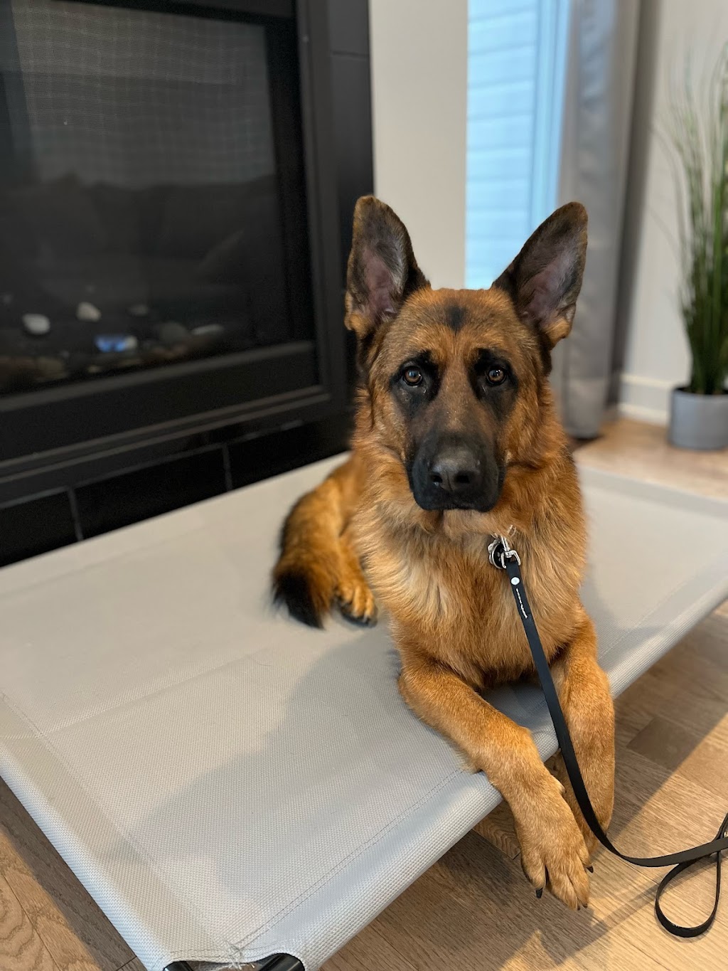 K9 Odyssey Ottawa | 1064 Misty Morning Ln, Greely, ON K4P 1P8, Canada | Phone: (613) 325-2822