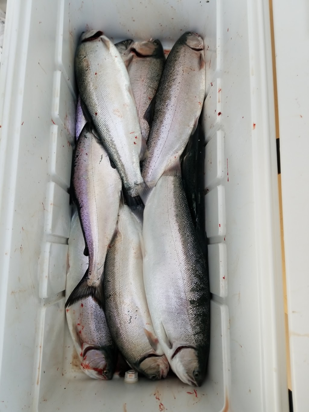 seaangelcharters | Port Credit Harbour Marina, 1 Port St E, Mississauga, ON L5G 4N1, Canada | Phone: (416) 453-3220