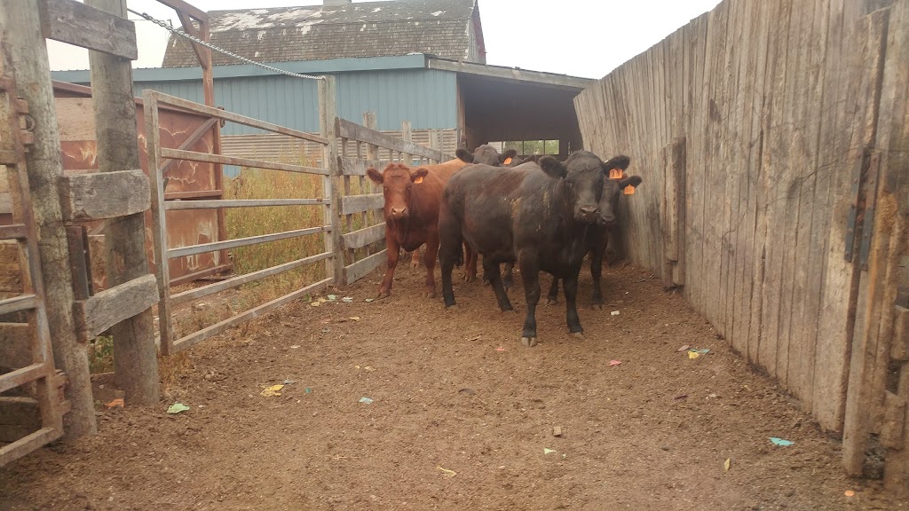 B&B FEEDERS INC | Box 332, Coaldale, AB T1M 1M4, Canada | Phone: (403) 915-5907