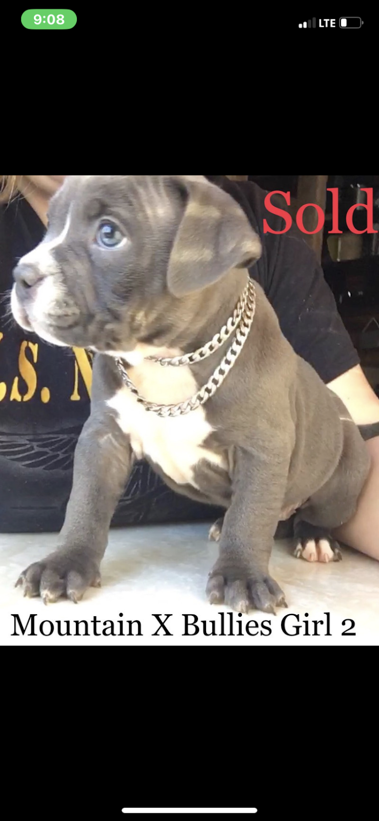 Mountain X Bullies | 945 Green Rd, Elgin, NB E4Z 0J8, Canada | Phone: (226) 988-3240