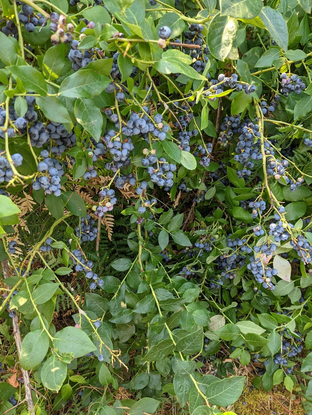 Steld Blueberry Farm | 13605 Michael Rd, Ladysmith, BC V9G 1G7, Canada | Phone: (250) 245-3460